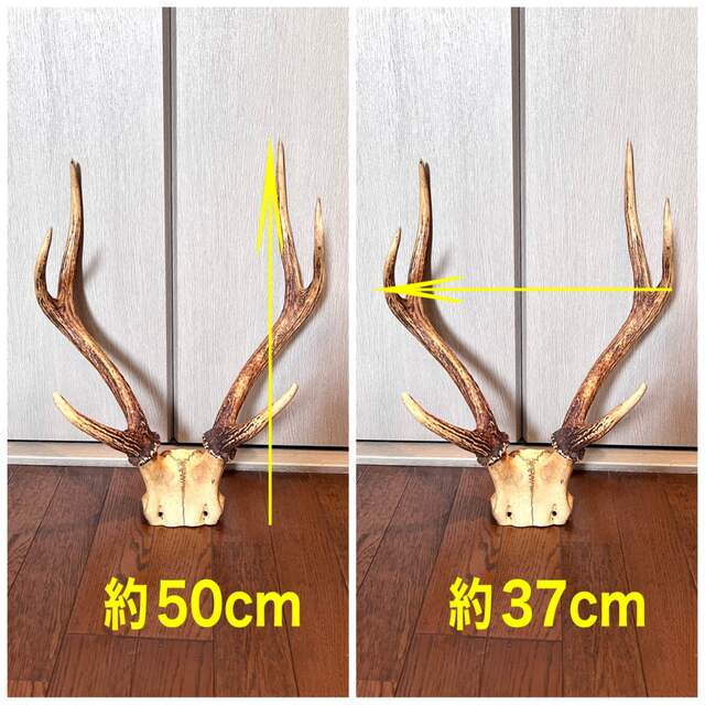 鹿の角の通販 by ポコ8's shop｜ラクマ