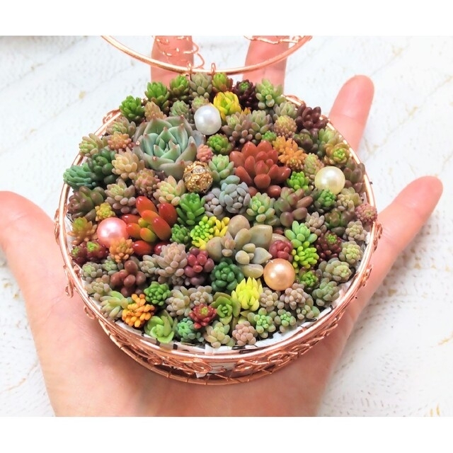 多肉植物の寄せ植え♡ワイヤーバスケットのちまちま寄せ♡そのまま