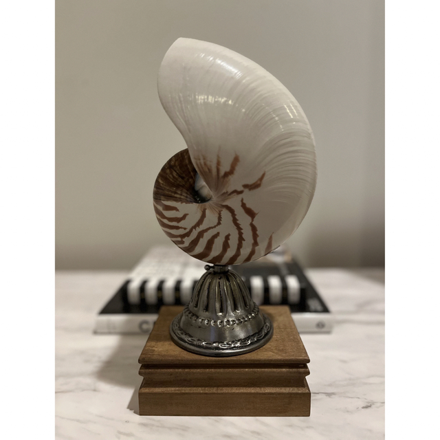 オウムガイ 標本 貝殻 インテリア アート アンティーク 貝 オブジェの