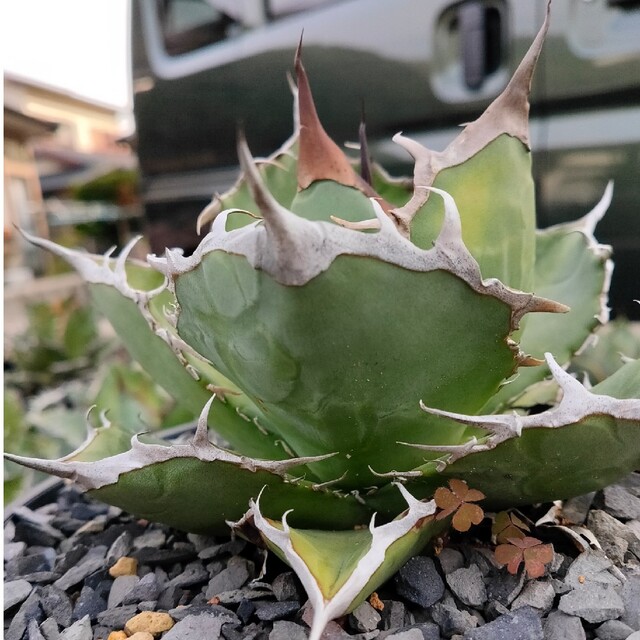 特選！！ アガベ チタノタ イラン株の通販 by soma 's shop｜ラクマ