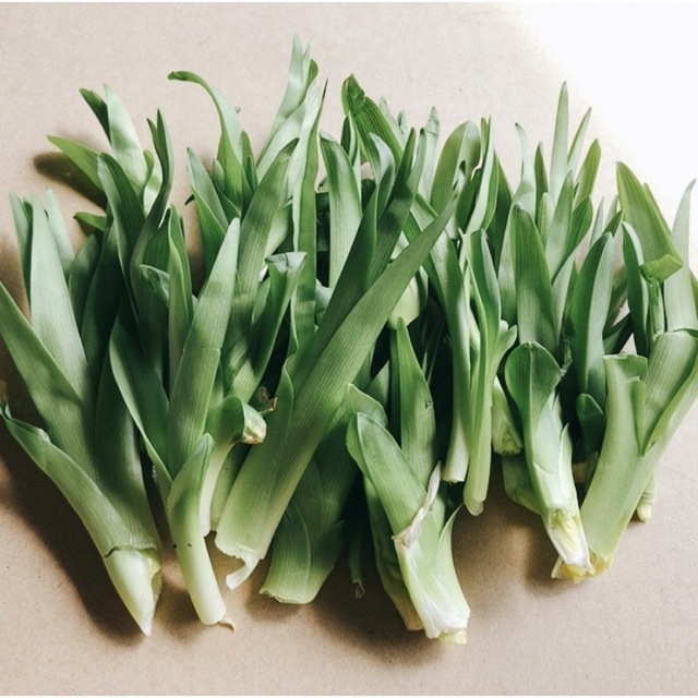 カンゾウ60g 新芽 朝採取れ 無農薬 山菜 漢方 山野草 新鮮の通販 by