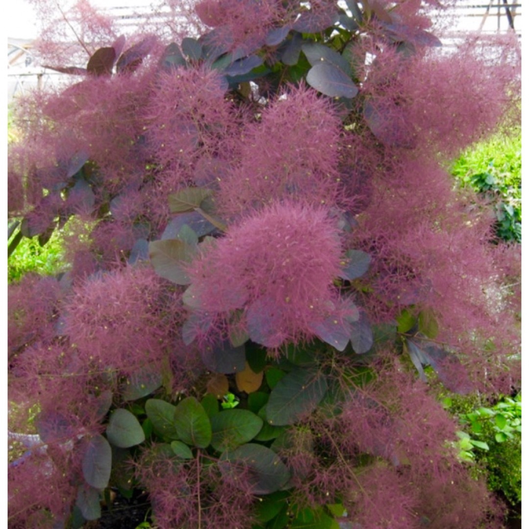 スモークツリー 苗 グレース 苗木 雌株の通販 by グリーンcafé｜ラクマ