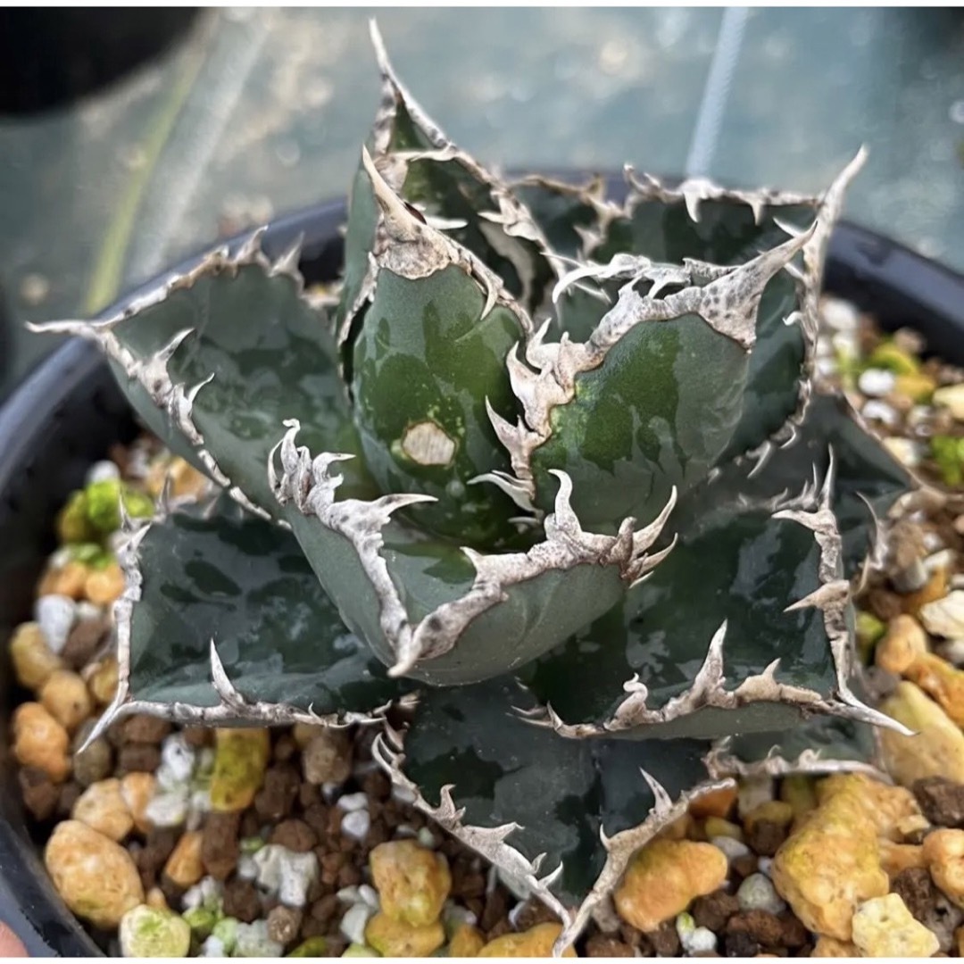 アガベ 海王 大株の通販 by N's shop｜ラクマ