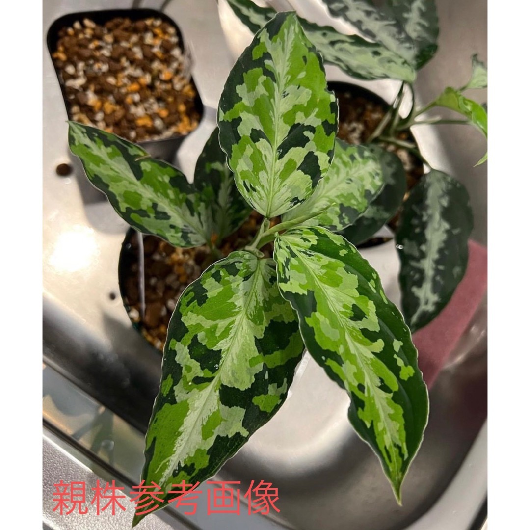 アグラオネマ ピクタム ラプラス芋の通販 by みみみ's shop｜ラクマ