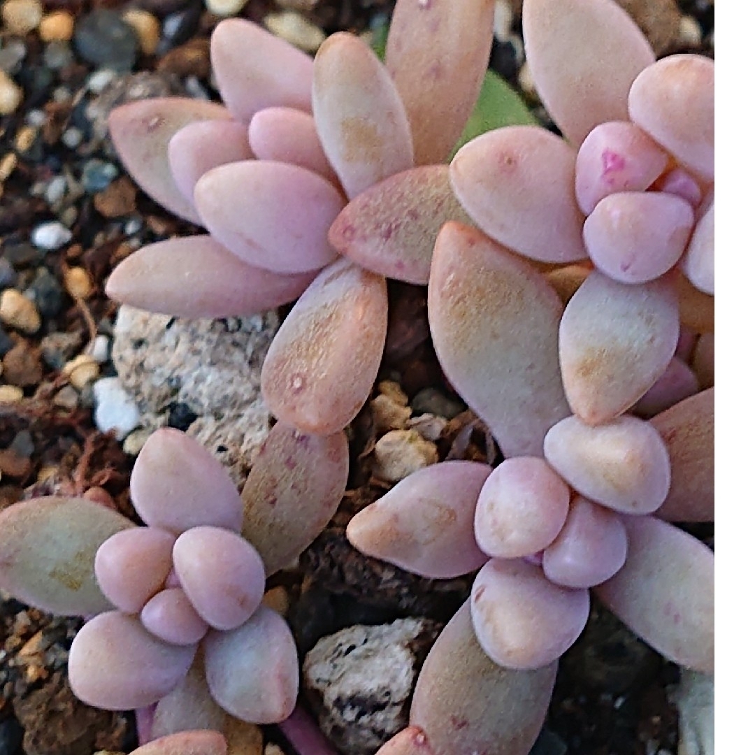 💕💙ブルーパール💙💕多肉植物♪抜き苗♪の通販 by おさかなさん's