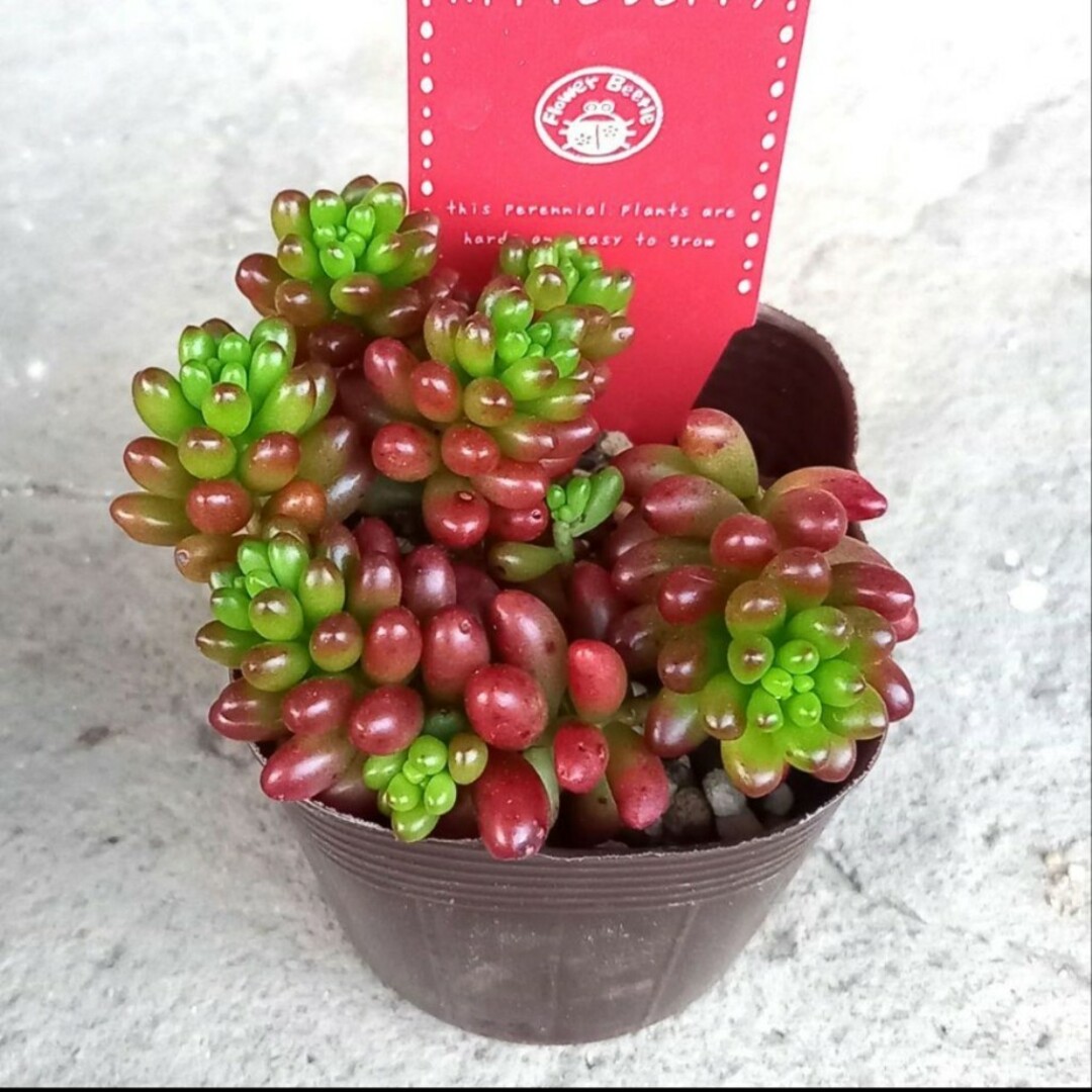③多肉植物 セダム 美苗☆ アップルベリー☆ 抜き苗の通販 by なす's