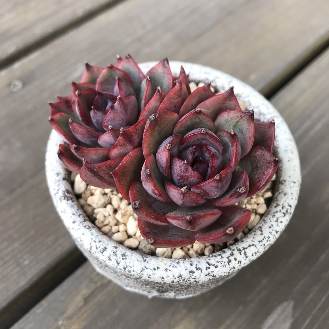 多肉植物 ブロードロメオ 韓国苗 【公式通販】