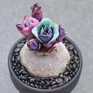 塊根 ユーフォルビア 薔薇大戟 3cm 1株の通販 by 愛多肉-(AI-TANIKU