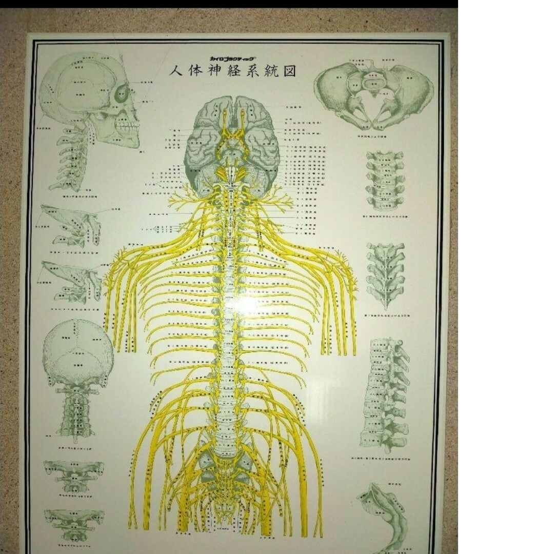 人体神経系統図、自律神経系統図、幕セットの通販 by うさぎ25's shop