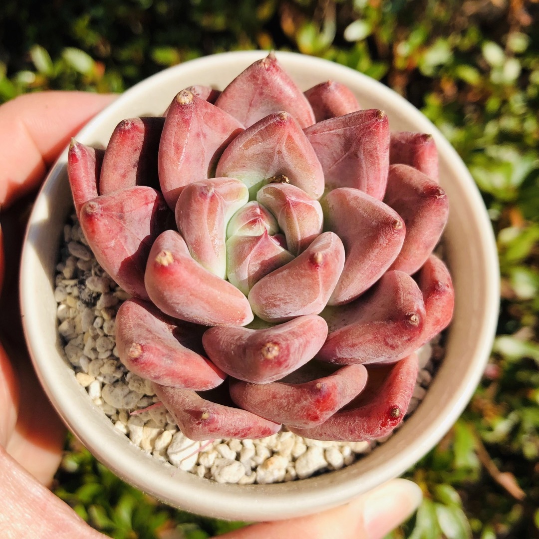 ウェディングリング 大苗 エケベリア 多肉植物の通販 by hs's shop｜ラクマ