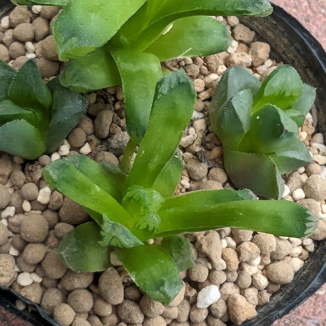 💜💙ハオルチア 寿 マンテリー💙💜多肉植物♪抜き苗♪の通販 by