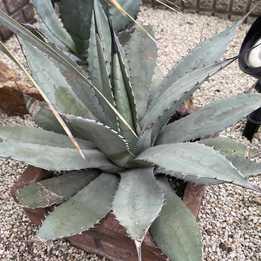 アガベ 大株 輸入 パリーパリーの通販 by JUJU's shop｜ラクマ