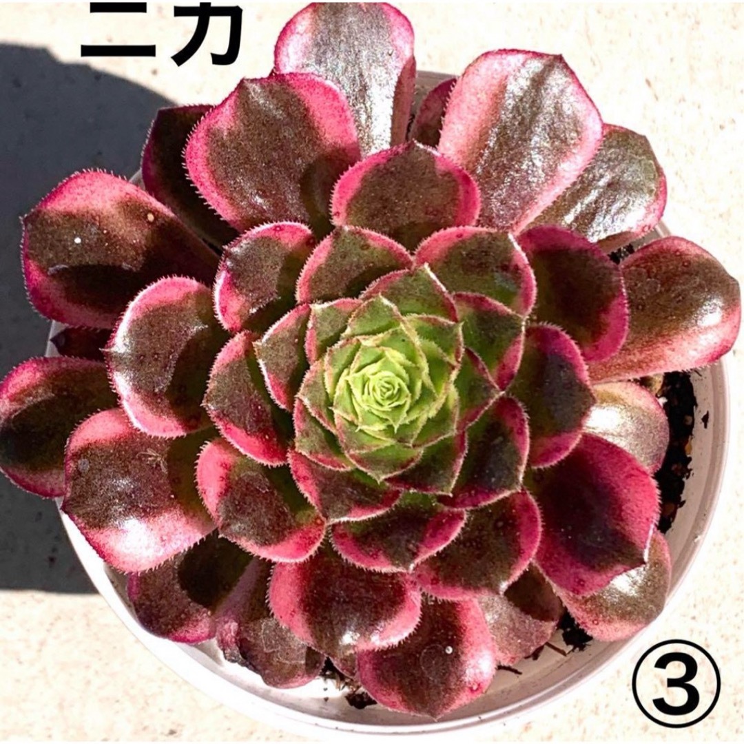 朝霞錦③❤️ニカ❤️ アエオニウム 多肉植物 抜き苗の通販 by ma