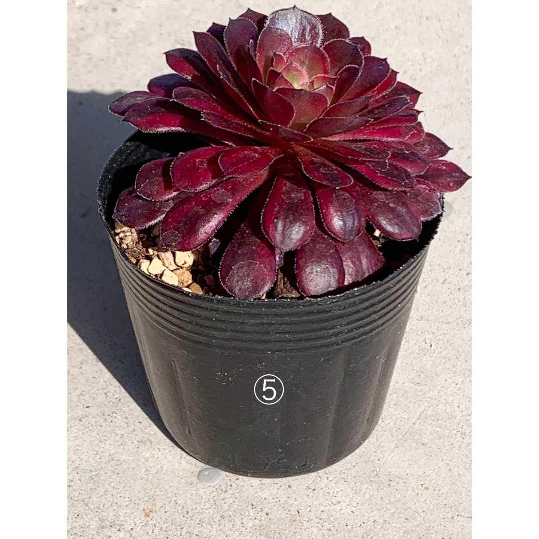 レア種❤️ブラックスワン⑤❤️黒鳥 アエオニウム 多肉植物 抜き苗 寄