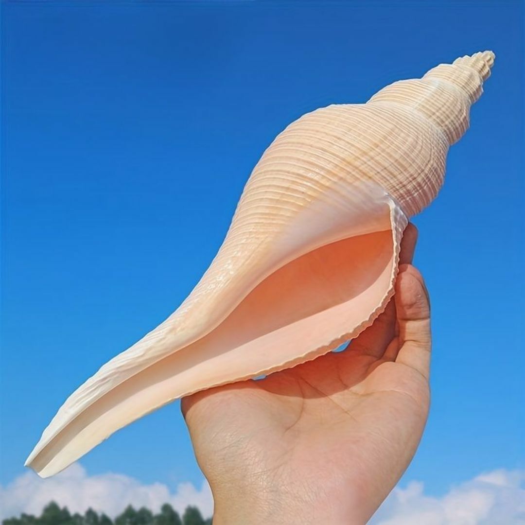 天然貝 巻貝 貝殻 シェル 大きな貝殻 置物 海 装飾の通販 by りばーす