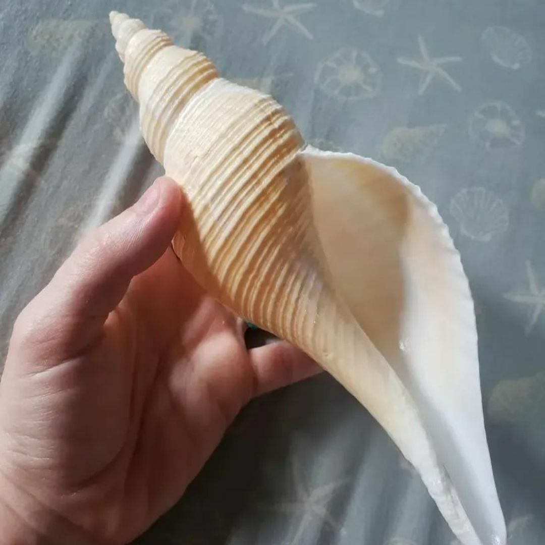 天然貝 巻貝 貝殻 シェル 大きな貝殻 置物 海 装飾の通販 by りばーす