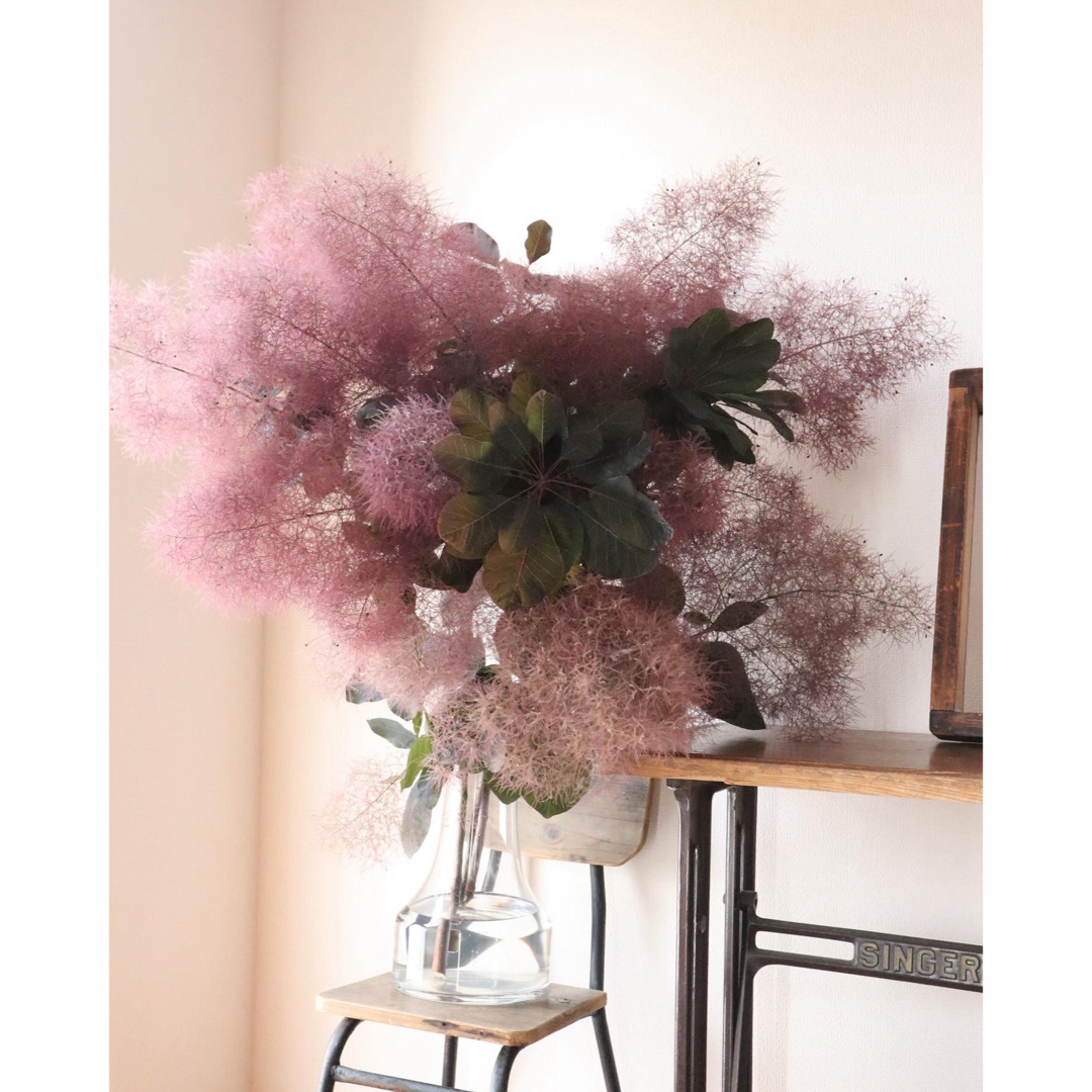 もふもふ❁⃘*.ﾟ初夏に咲く煙の木の花スモークツリー スモークツリー