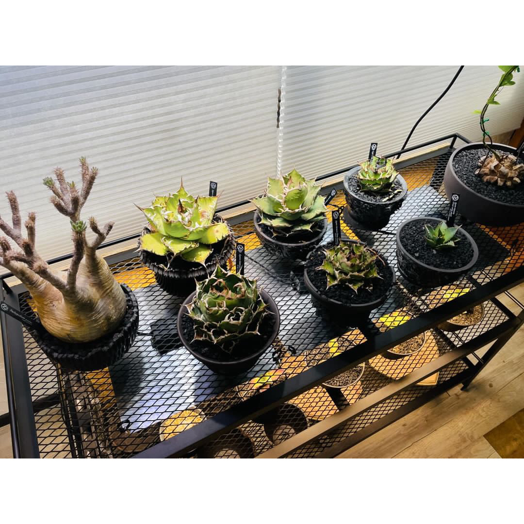 ☆送料込み☆アイアンシェルフ即購入OK 植物棚 ボタニカルシェルフ