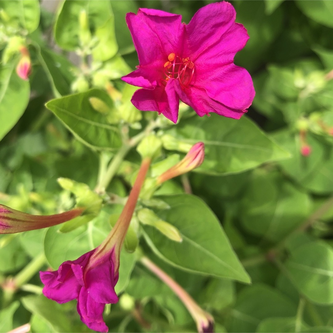 オシロイバナ ミックス色 苗4株塊根 おしろい花 白粉花 夕化粧 白粉花
