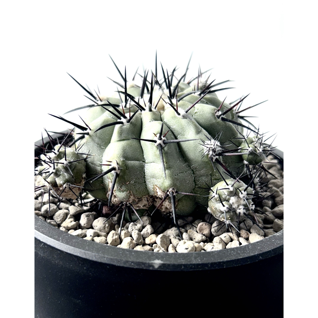 超希少、開花球、子株8個】コピアポア シネレア 黒王丸 白肌 幅10㎝ 鉢