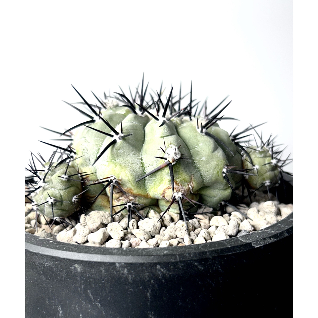 超希少、開花球、子株8個】コピアポア シネレア 黒王丸 白肌 幅10㎝ 鉢