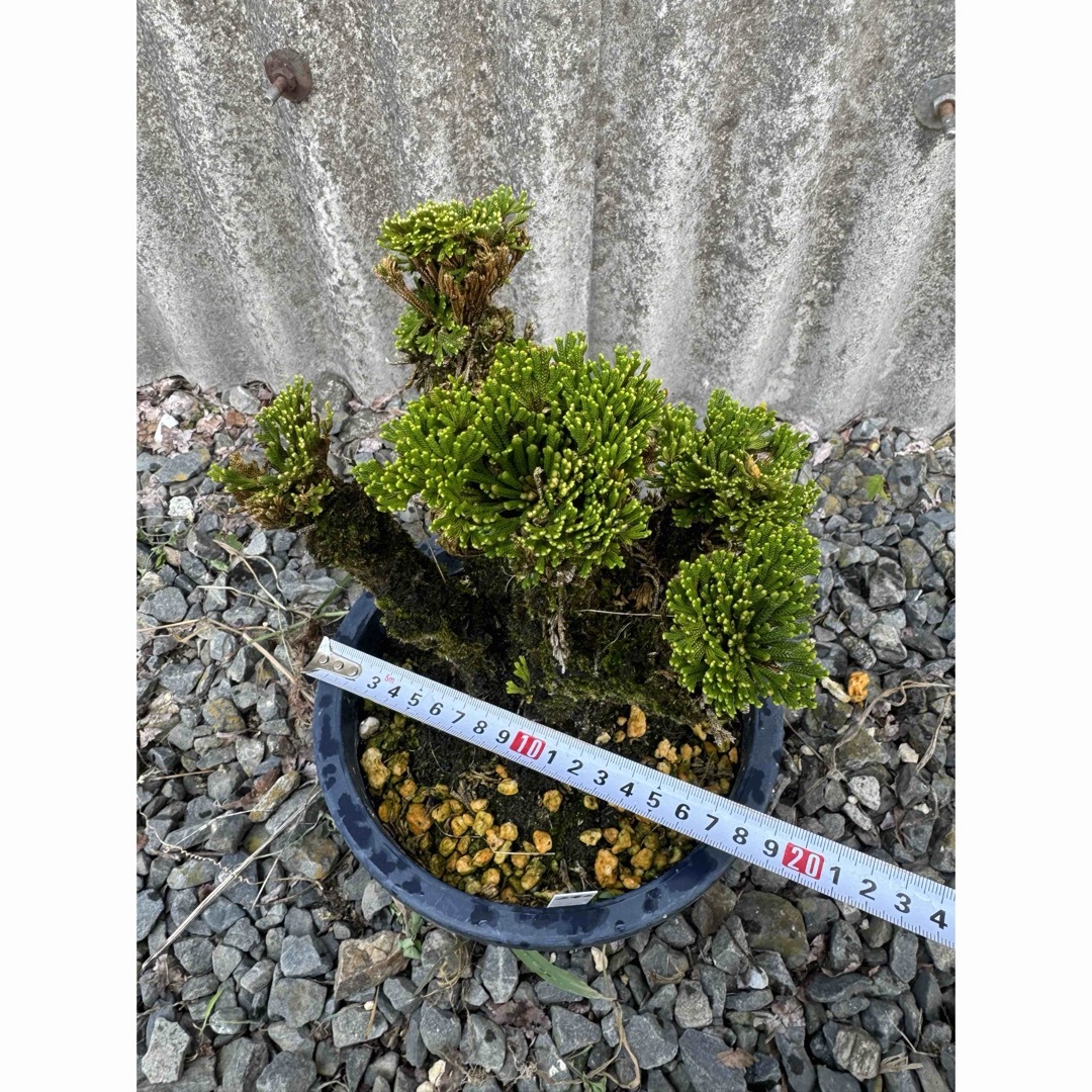 送料無料】25年物 玉獅子 岩松 イワヒバ 岩ヒバ 盆栽 高山植物 262の