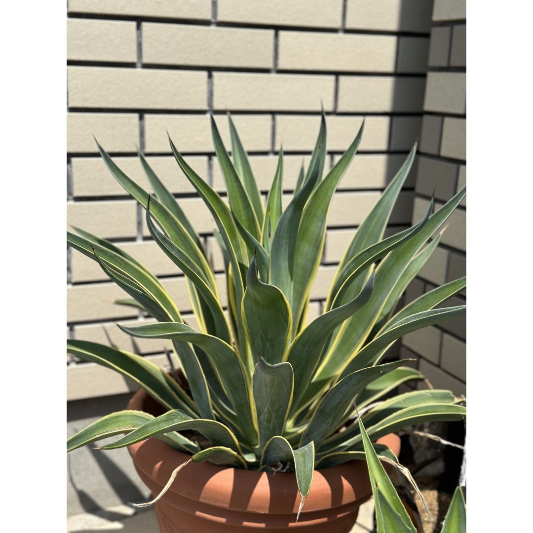 アガベ 巨大 ベネズエラ 斑入りの通販 by runrun0923's shop｜ラクマ