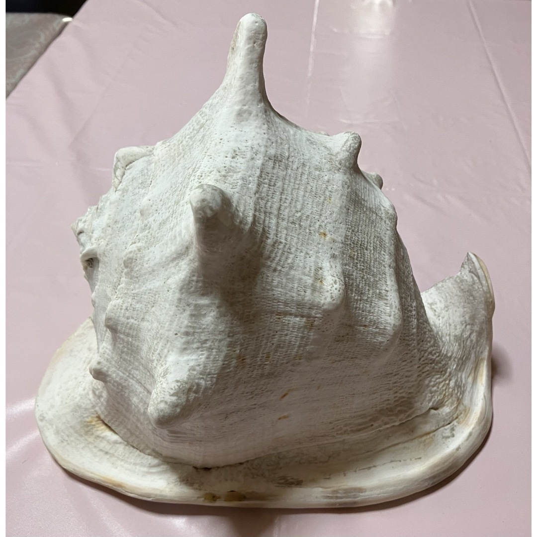 天然 美品】巻貝 貝殻 大きいサイズ 置物 インテリア ライトアップの