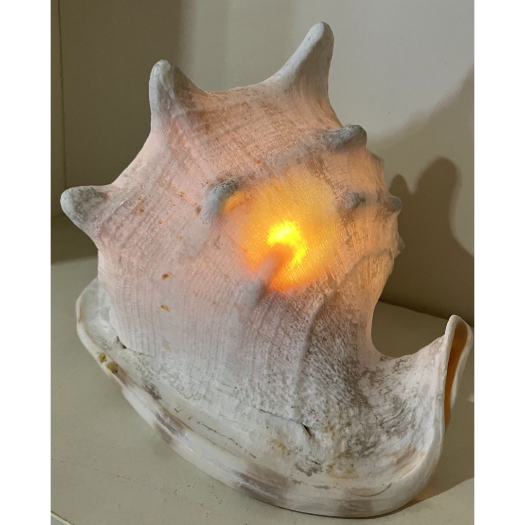 天然 美品】巻貝 貝殻 大きいサイズ 置物 インテリア ライトアップの