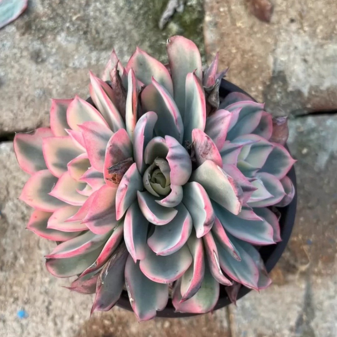 アミスター錦 多肉植物の通販 by Nan申請前に必ずコメント必要｜ラクマ