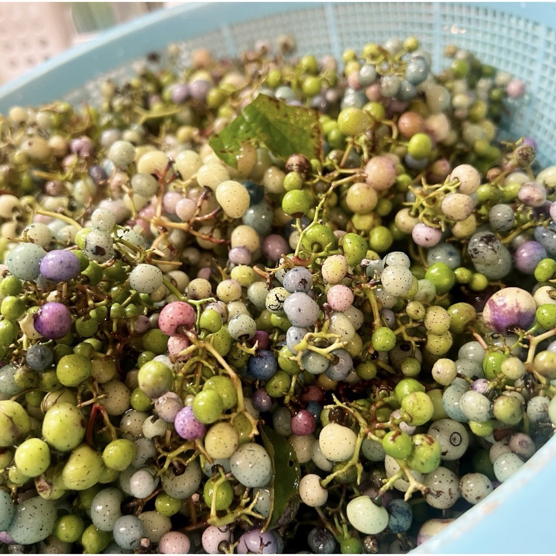 岩手県産 3kg 野ぶどう うまぶどう 冷凍クール便 薬膳 うまぶどう酒 大