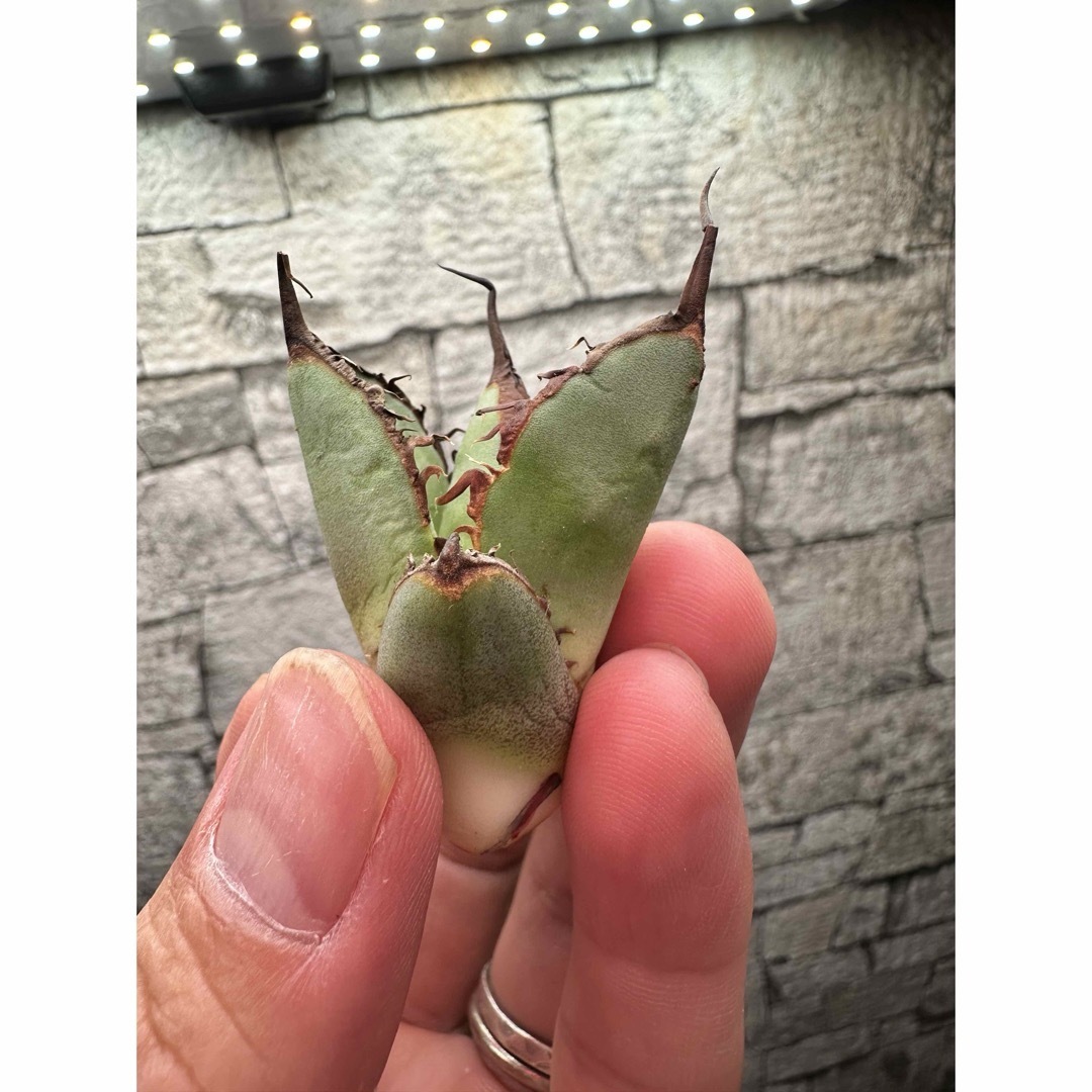 アガベ】ブラックダイヤモンド 大甲蓋 極上OC 天芽の通販 by