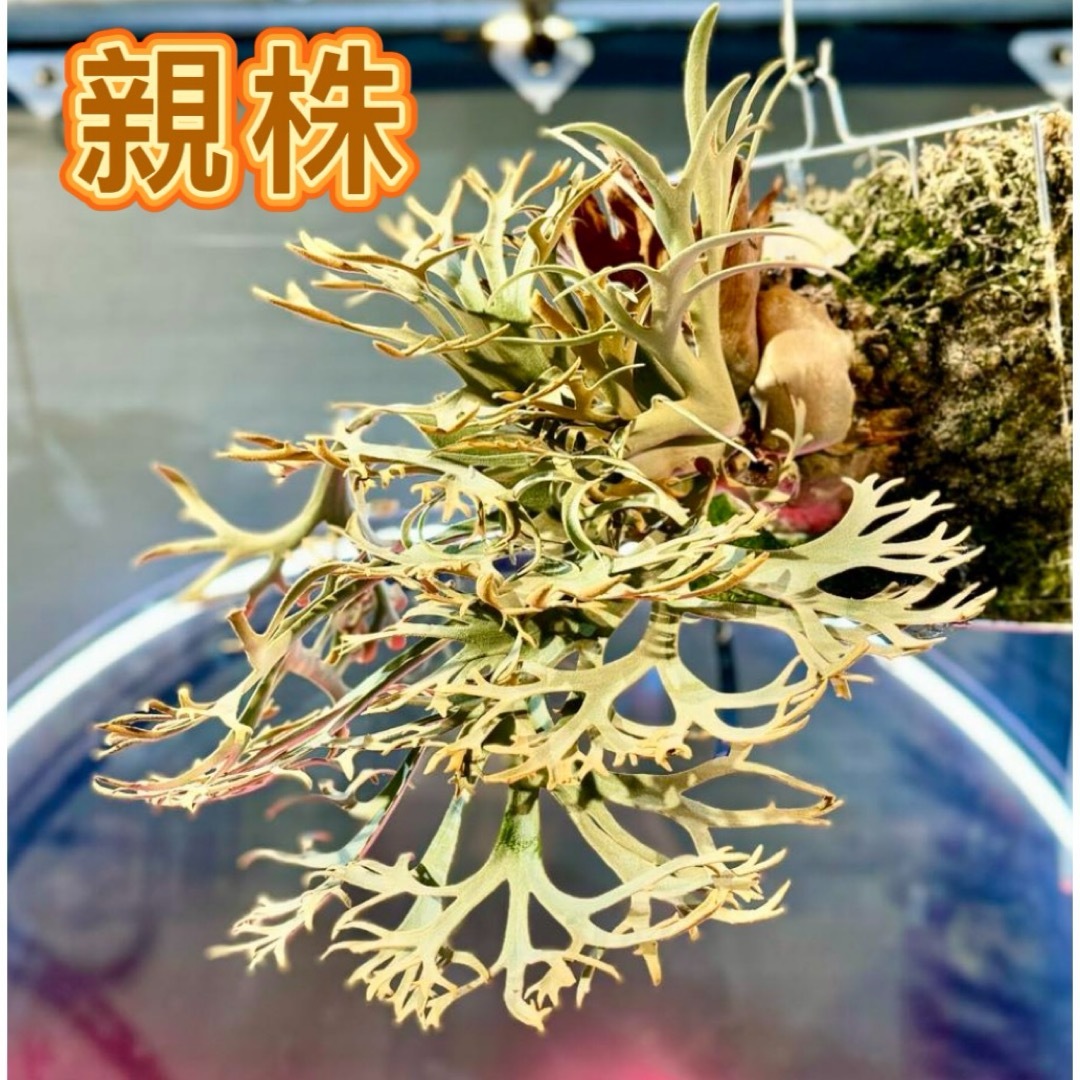 ビカクシダ willinckii Golden Boy sporeling 金童の通販 by ビカビカ