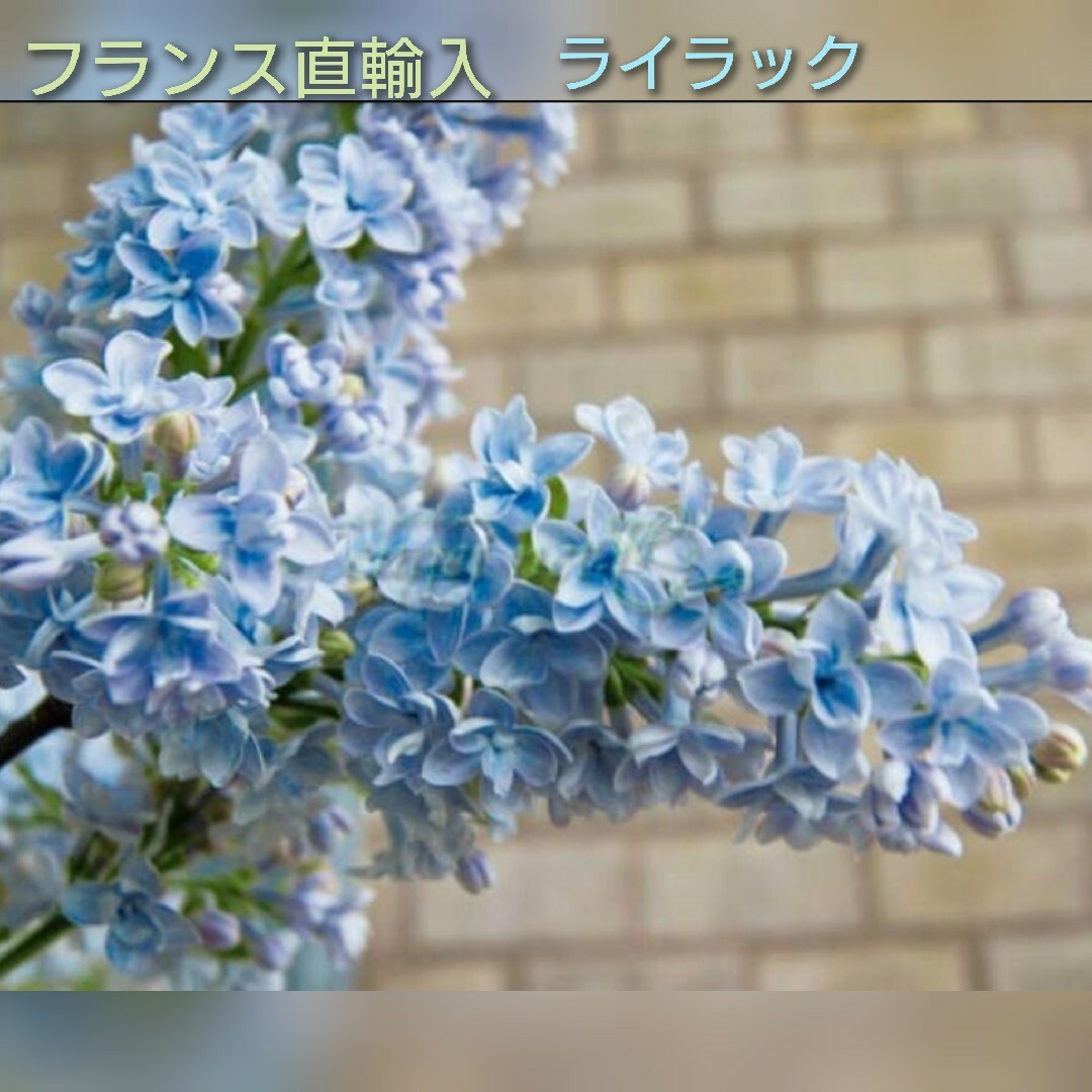 希少 フランス直輸入 正規品 空色 芳香 ライラック『プレジデント