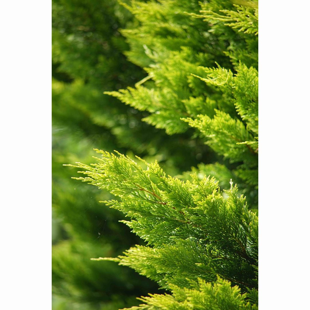 ZEISS - 作例付き Carl Zeiss TELE TESSAR 200mm F3.5の通販 by けん's