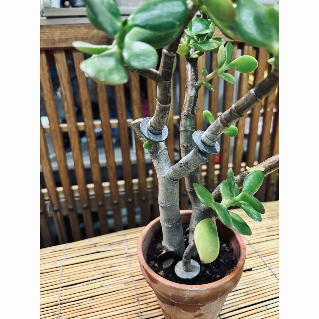 KANE➖0 金の成る木 5円玉 2個 挿入 の通販 by トニー's shop｜ラクマ