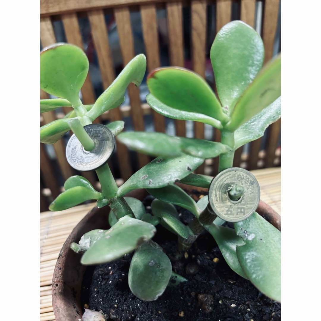 KANE➖2 金の成る木 5円玉を2個挿入の通販 by トニー's shop｜ラクマ