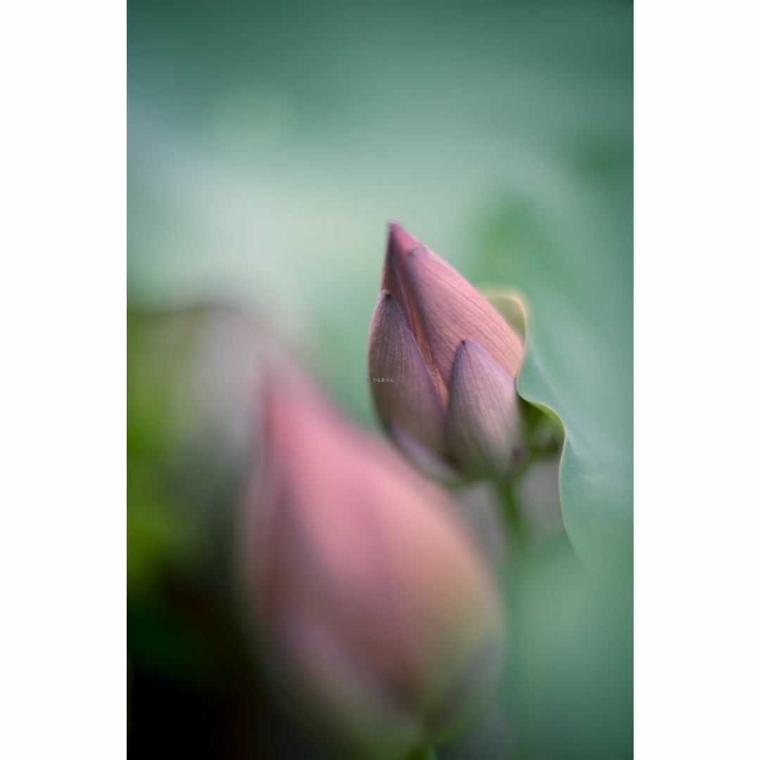 PENTAX - トロけるボケならF1.4！SMC takumar 50mm F1.4 M42の通販 by