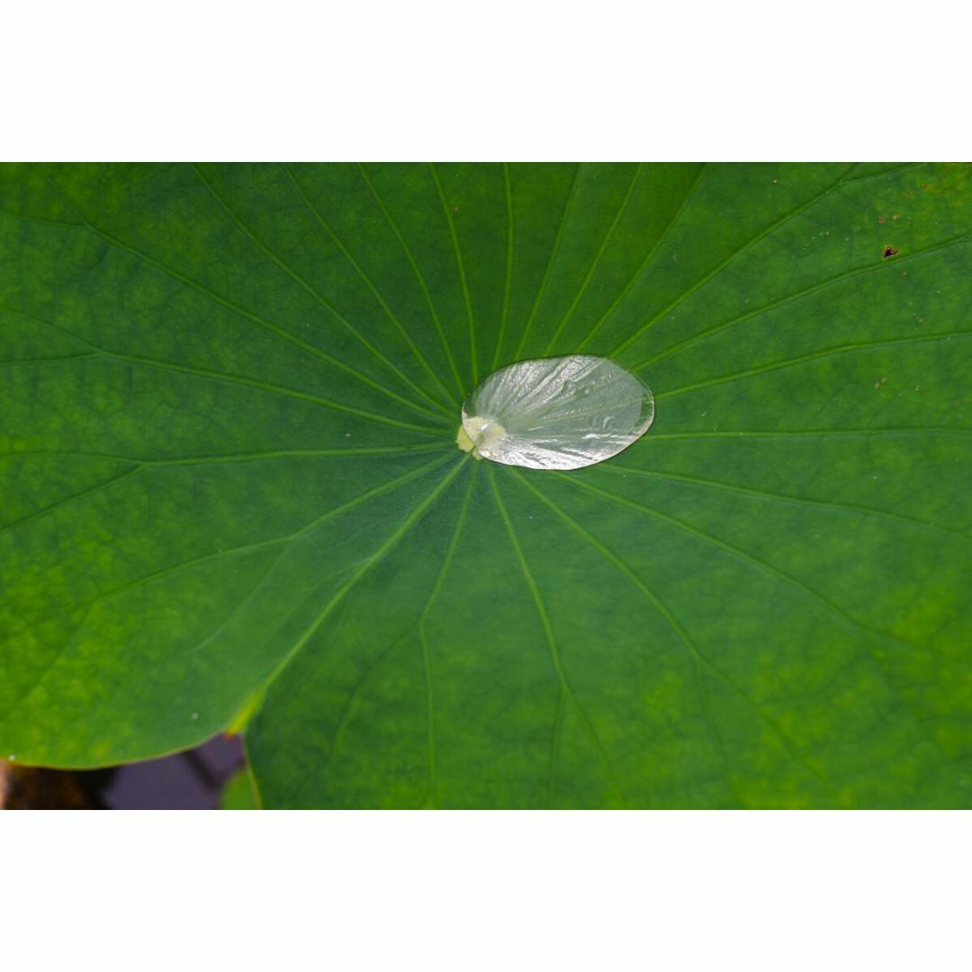 Canon - [良品/作例] Canon New FD 300mm f4 キヤノン 望遠の通販 by