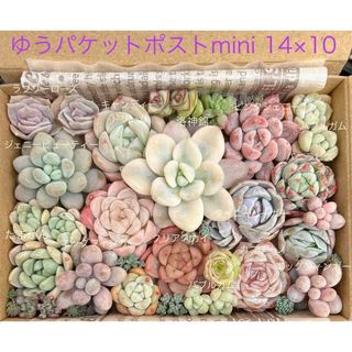 大特価】セダム クラバツム ④ 群生 多肉植物 韓国苗 カット苗の通販