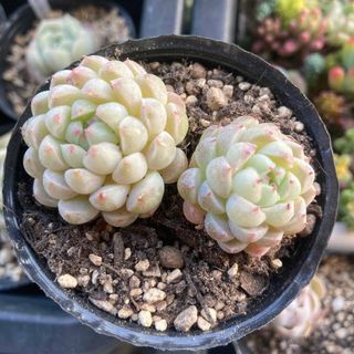 大特価】セダム クラバツム ④ 群生 多肉植物 韓国苗 カット苗の通販