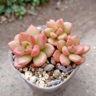 2025福袋 多肉植物の通販 by たにゆ's shop｜ラクマ