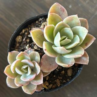 アエオニウム 魅金ローズ 多肉植物の通販 by momo's shop｜ラクマ