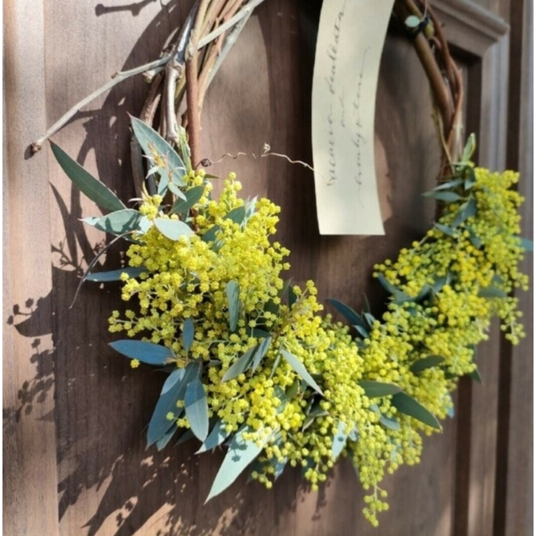 フレッシュミモザ100サイズの通販 by みなみ's shop｜ラクマ