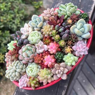 多肉植物 セダム ☆ ヒスパニクム プルプレア☆ カット苗の通販 by