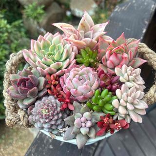 R8 アエオニウム キウイ(夕映え) 紅葉中の通販 by kum's shop｜ラクマ