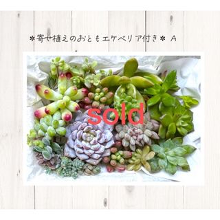 再販ガラスポットcフェイクグリーン寄せ植え風アレンジ▫️フェイク