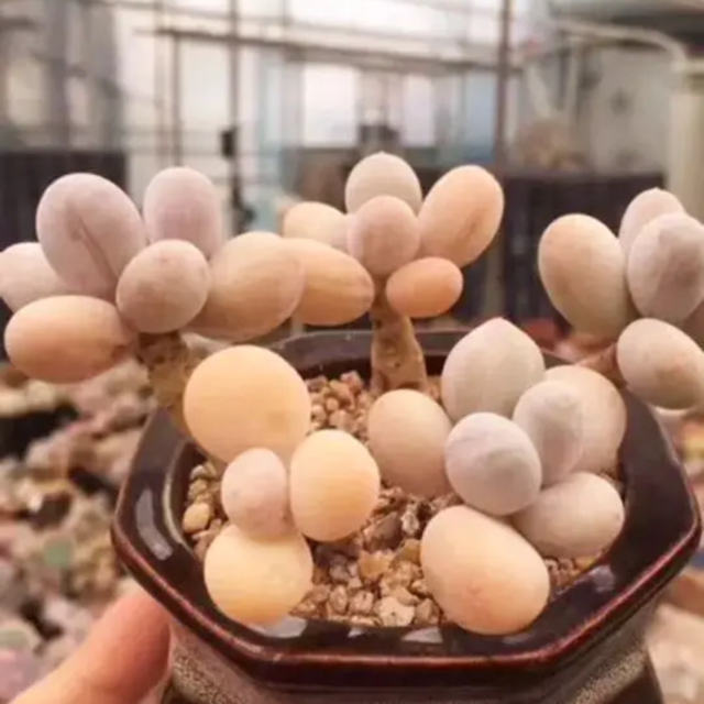 多肉植物 オレンジスノーボール 2頭っ子輸入苗の通販 by Nan申請前に