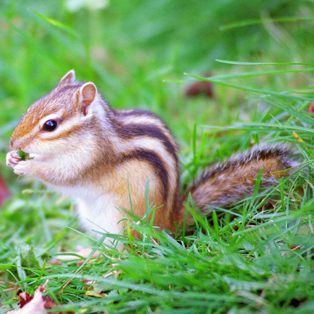 Baccarat - ✯ 極レア バカラ リス りす クリスタル 置物 オブジェ 美