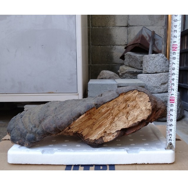 観賞用 さるのこしかけ 2.2キロ 白山 天然物 万年茸 サルノコシカケ 霊